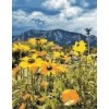 "Желтые цветы у гор" алмазная мозаика на холсте с подрамником, 40х50