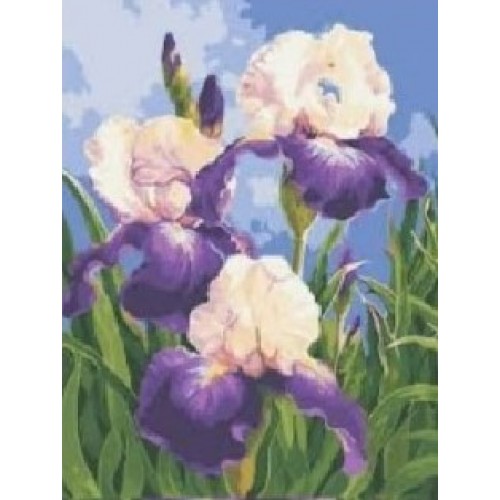 Картина по номерам «Ирисы», 40x50 см